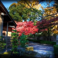 Japanese Garden and Tea House