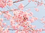 Cherry Blossom!