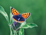 Black and Orange Butterfly on the Leaf