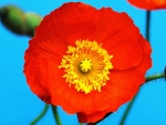 Red Poppy