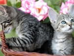 Tabby Kittens in a Brown Basket