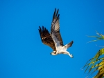 An Osprey's Launch off of a Palm Tree