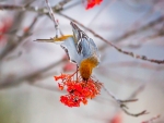 A Finch Forages on Winter Berries