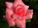 Drops on Pink Rose