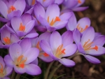 Purple Crocuses!