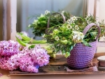 Hyacinths
