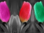 Tulips â™¥