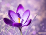 Beautiful Crocus!