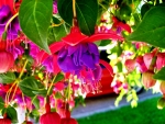 FUCHSIA