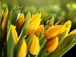 ~~Yellow Tulips~~