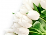 ~~White Tulips~~