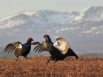 Black Grouse