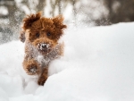 Winter Dog