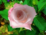 Beautiful Rose