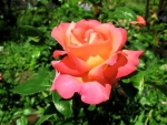 Tea Rose