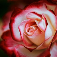 Beautiful rose