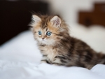 Fluffy Kitten