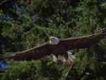 Bald Eagle Flying