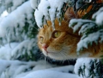 Snow Kitty