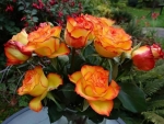 Hybrid Tea Roses