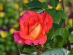 Beautiful Rose