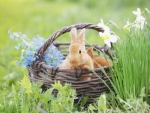 Spring Bunnies