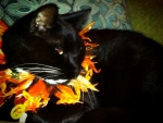 Halloween Cat