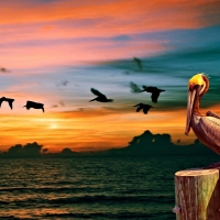 Pelican at Sunset