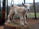 Nigerian Dwarf Goat