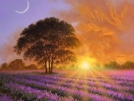 Lavender Sunrise