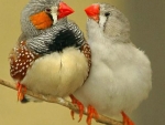 Australian Finches
