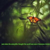 Just when the caterpillar thought..