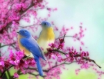 Spring Bluebirds