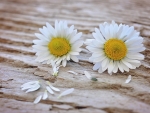 Daisies!