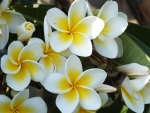 Plumeria!