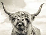 Yak