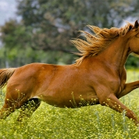Galloping in the Pasture 1