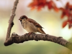 Beautiful Sparrow!