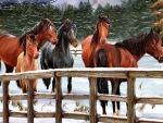 Winter Horses 