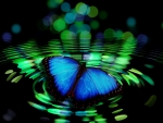 Blue Butterfly!