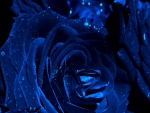 Blue Roses