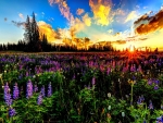 WILD FLOWERS at SUNSET