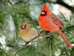Male and Female Cardinal