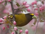 Most Beautiful Spring Bird