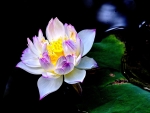 WHITE LOTUS