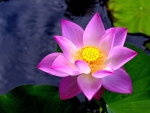 PINK LOTUS