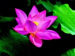 PINK LOTUS
