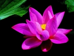 PINK LOTUS BEAUTY