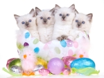 Easter Kittens
