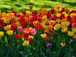 Tulips!
